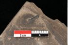 Foto (Detailansicht) von Alnus kefersteinii Goeppert (NHMW-GEO-2024-0188-0738)